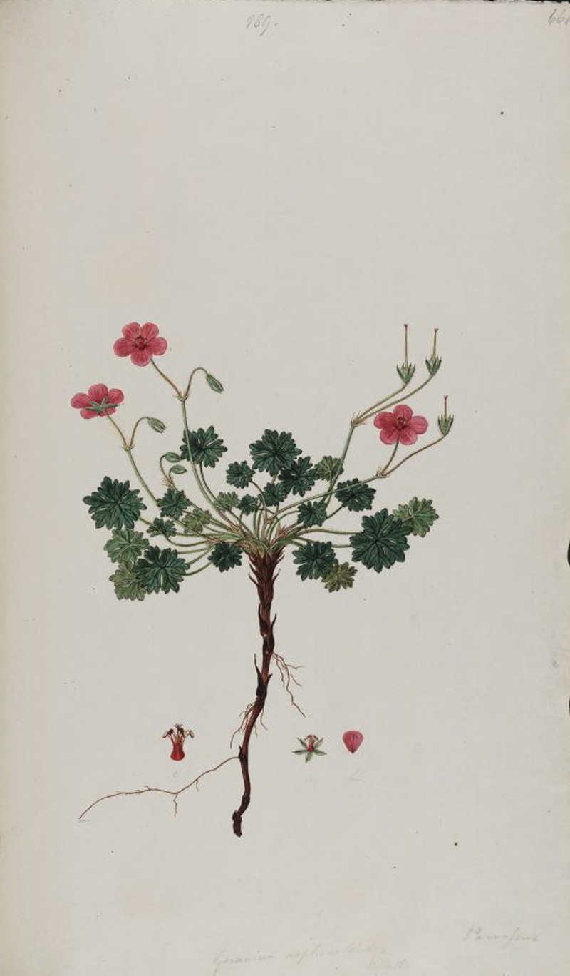 Geranium asphodeloides photo 2