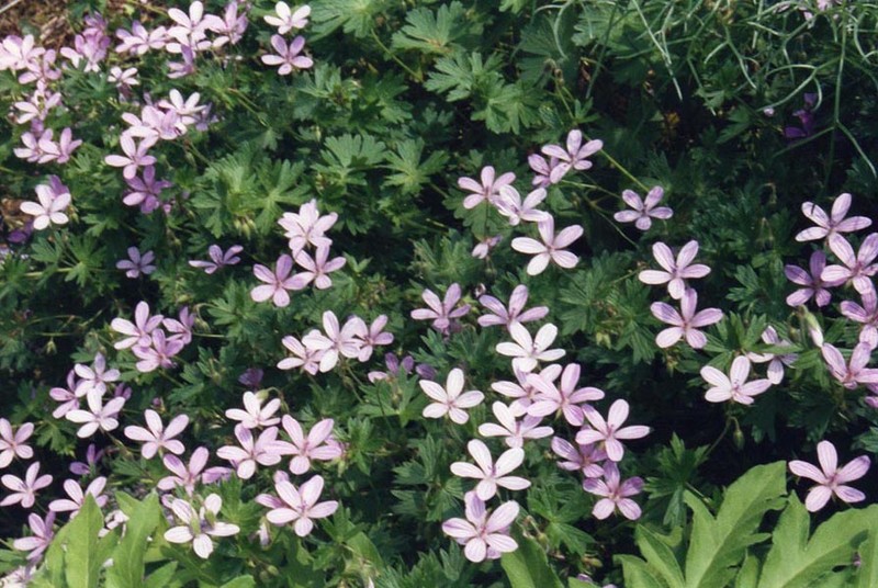 Geranium asphodeloides photo 3