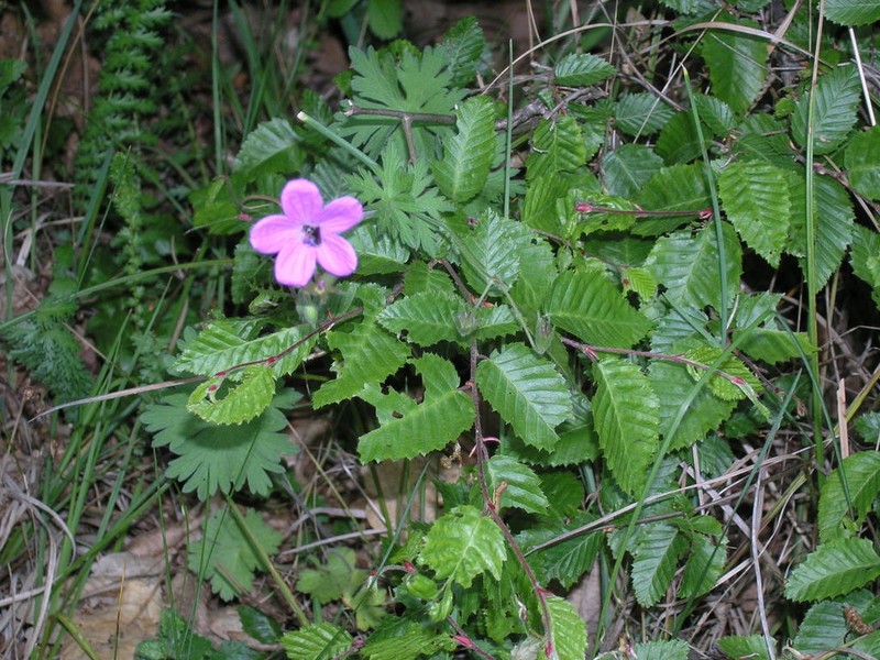Geranium asphodeloides photo 4