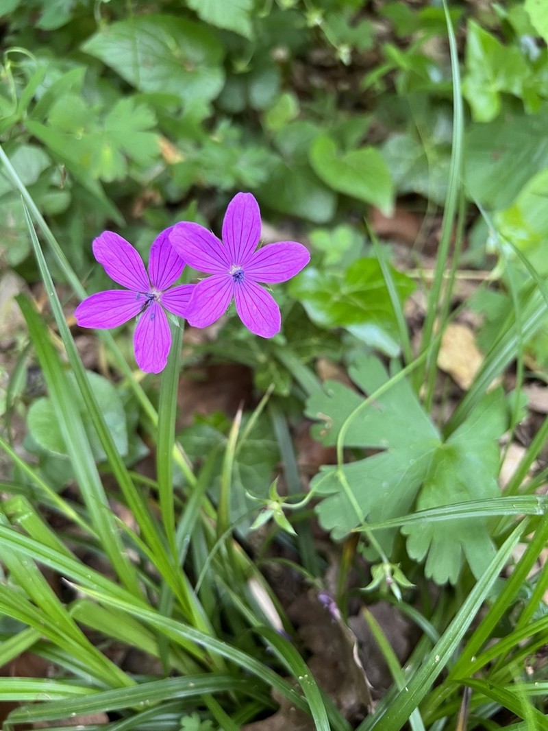 Geranium asphodeloides photo 5