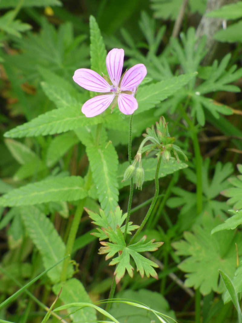 Geranium asphodeloides photo 6