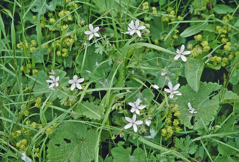 Geranium asphodeloides photo 7