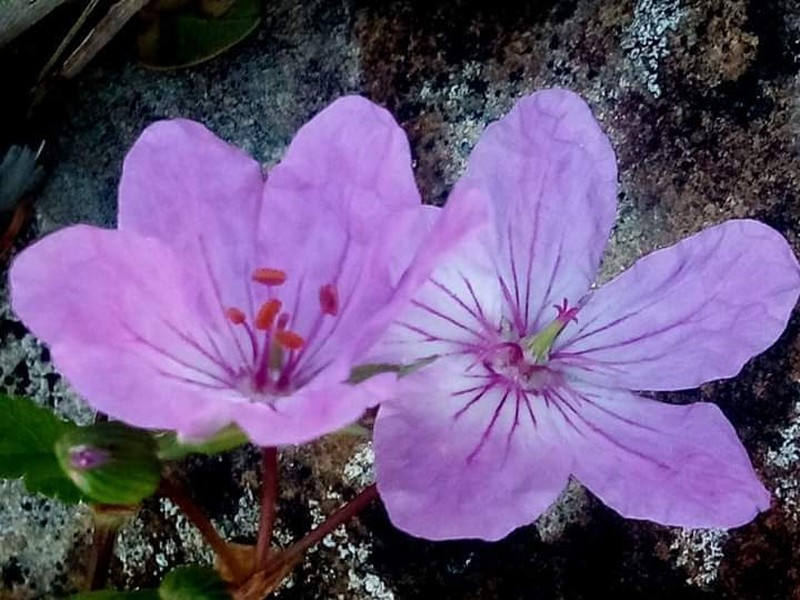 Geranium atlanticum