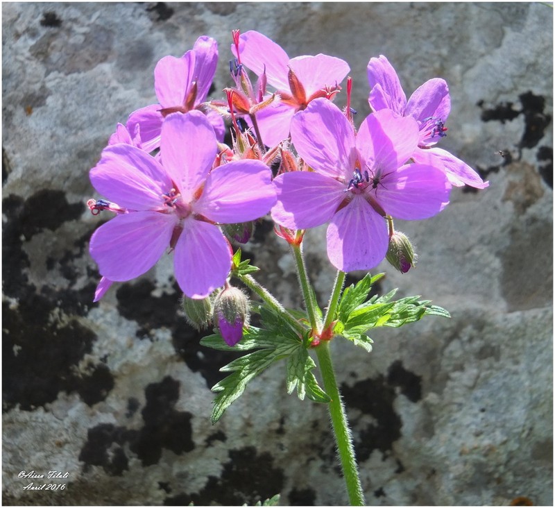 Geranium atlanticum photo 2
