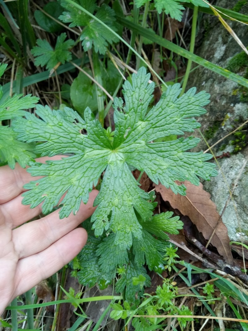 Geranium atlanticum photo 3