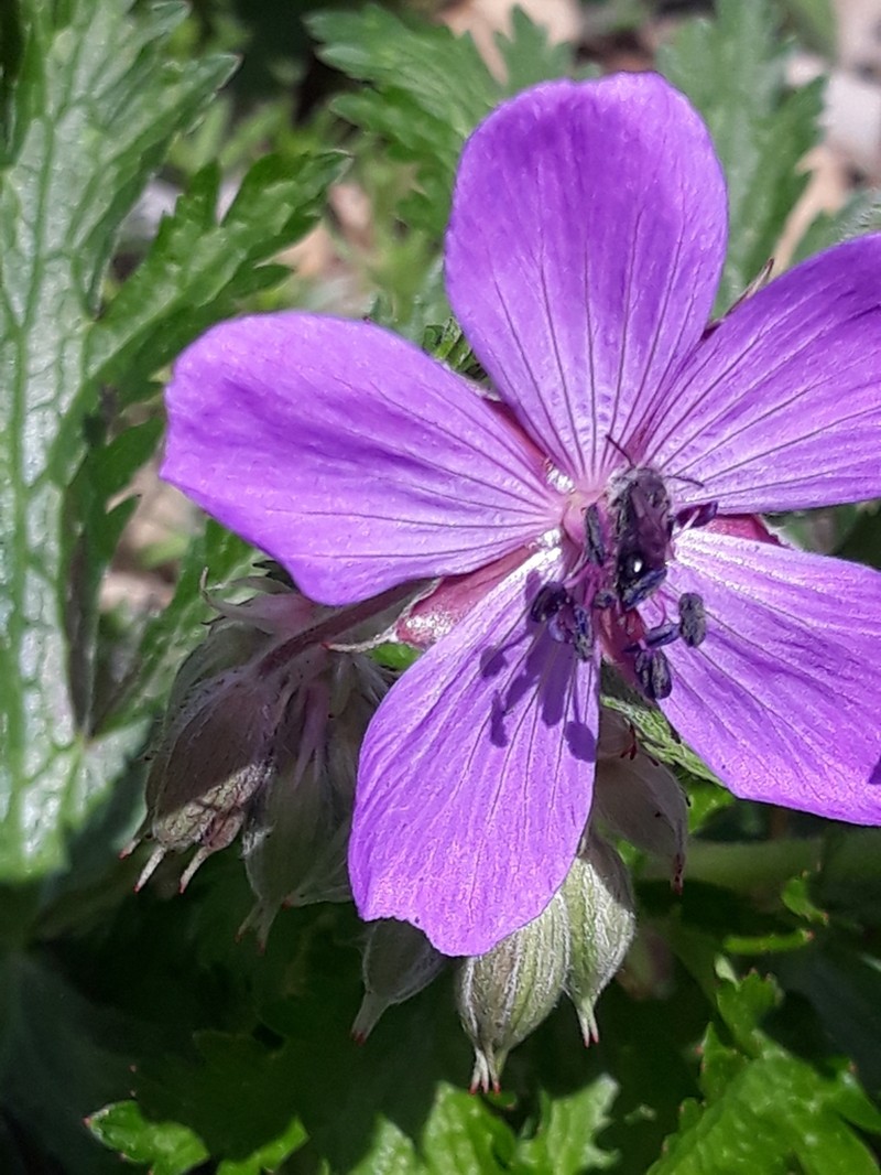 Geranium atlanticum photo 5