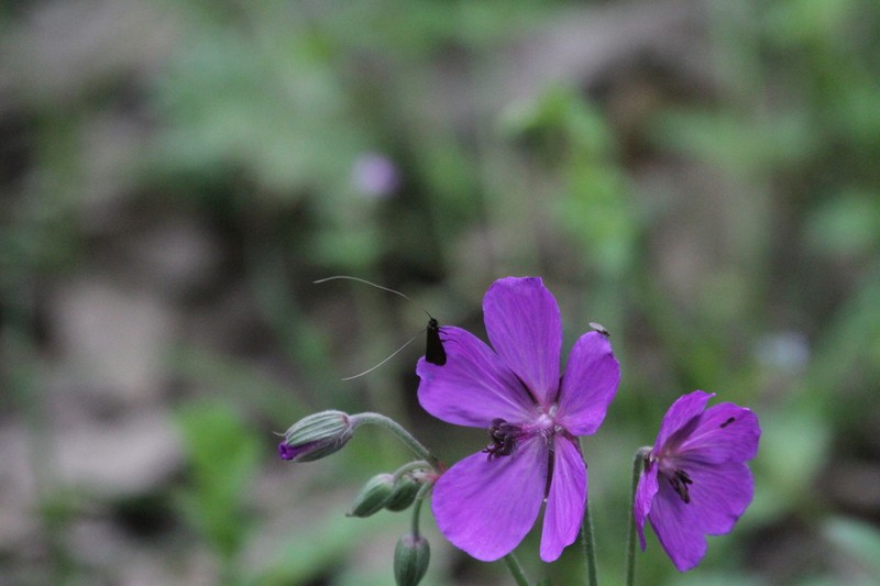 Geranium atlanticum photo 6