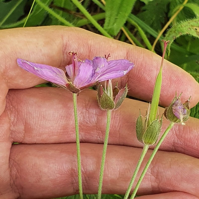 Geranium atlanticum photo 7