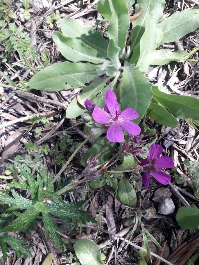 Geranium atlanticum photo 8