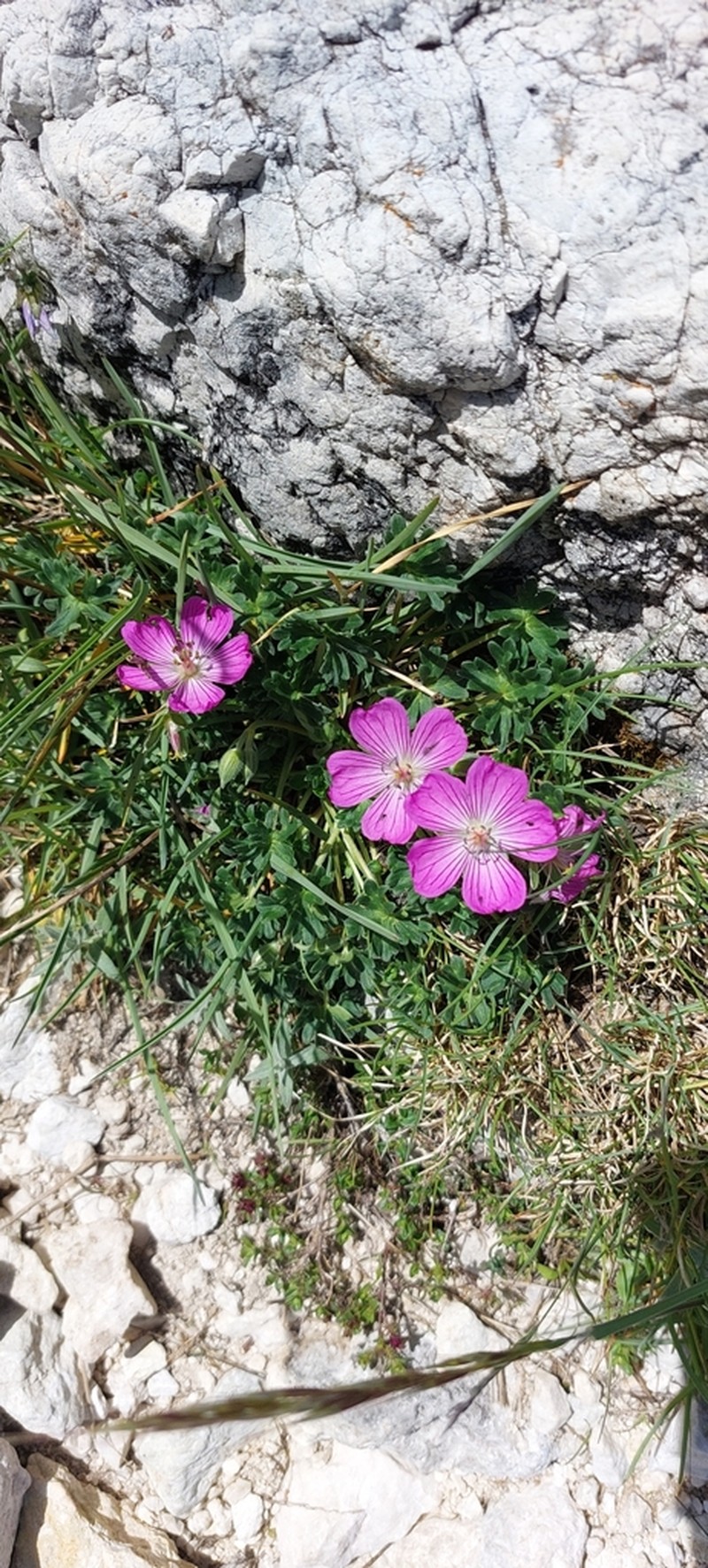 Geranium austroapenninum