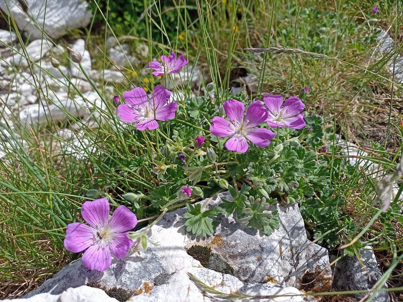 Geranium austroapenninum photo 2