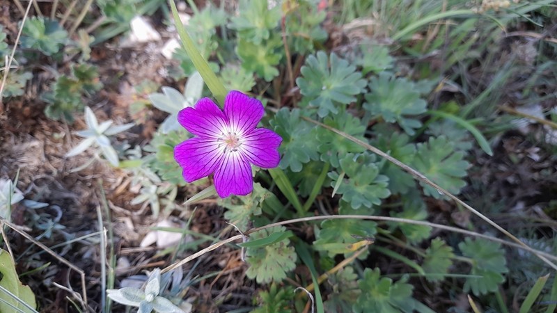 Geranium austroapenninum photo 3