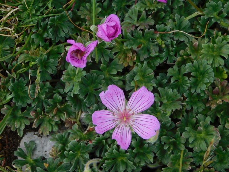 Geranium austroapenninum photo 4