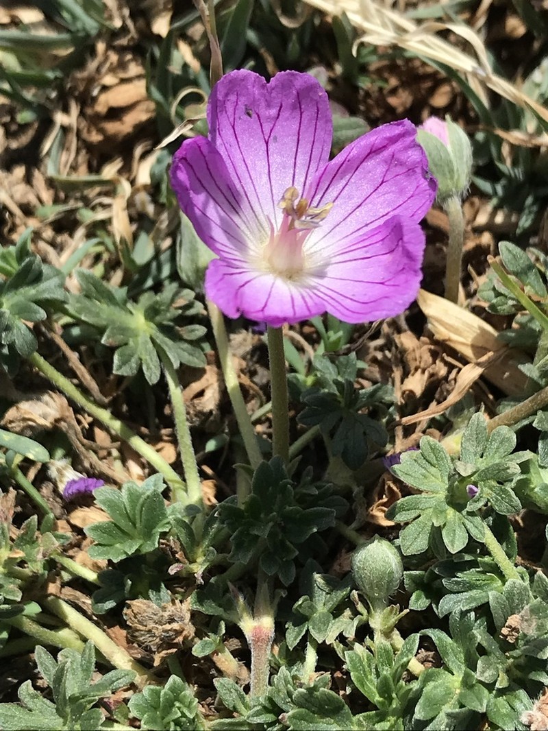 Geranium austroapenninum photo 5