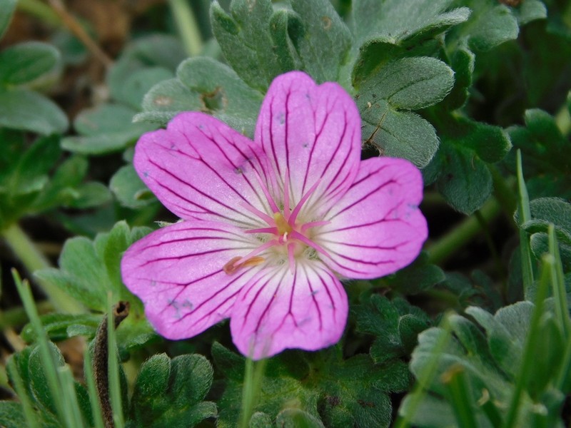 Geranium austroapenninum photo 6