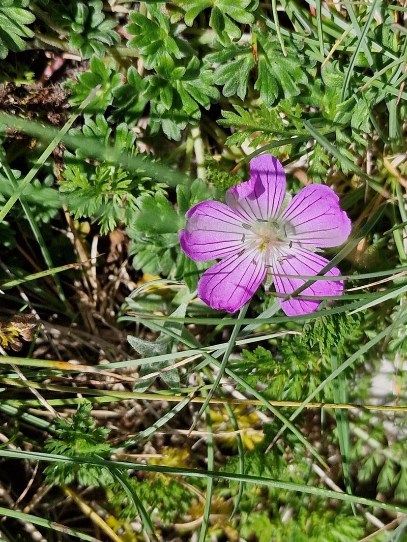 Geranium austroapenninum photo 7