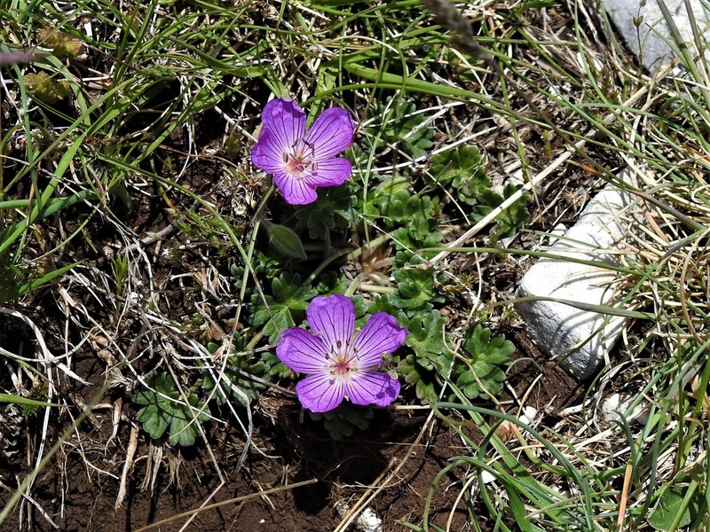 Geranium austroapenninum photo 8
