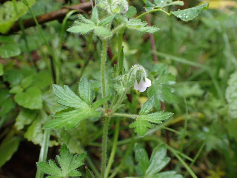 Geranium ayacuchense