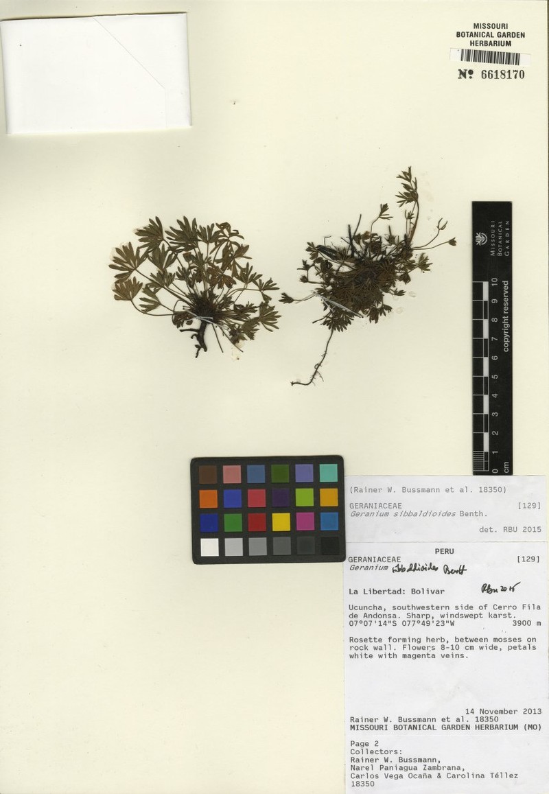Geranium ayacuchense photo 2
