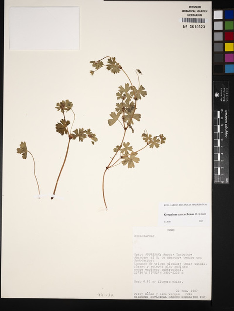 Geranium ayacuchense photo 3