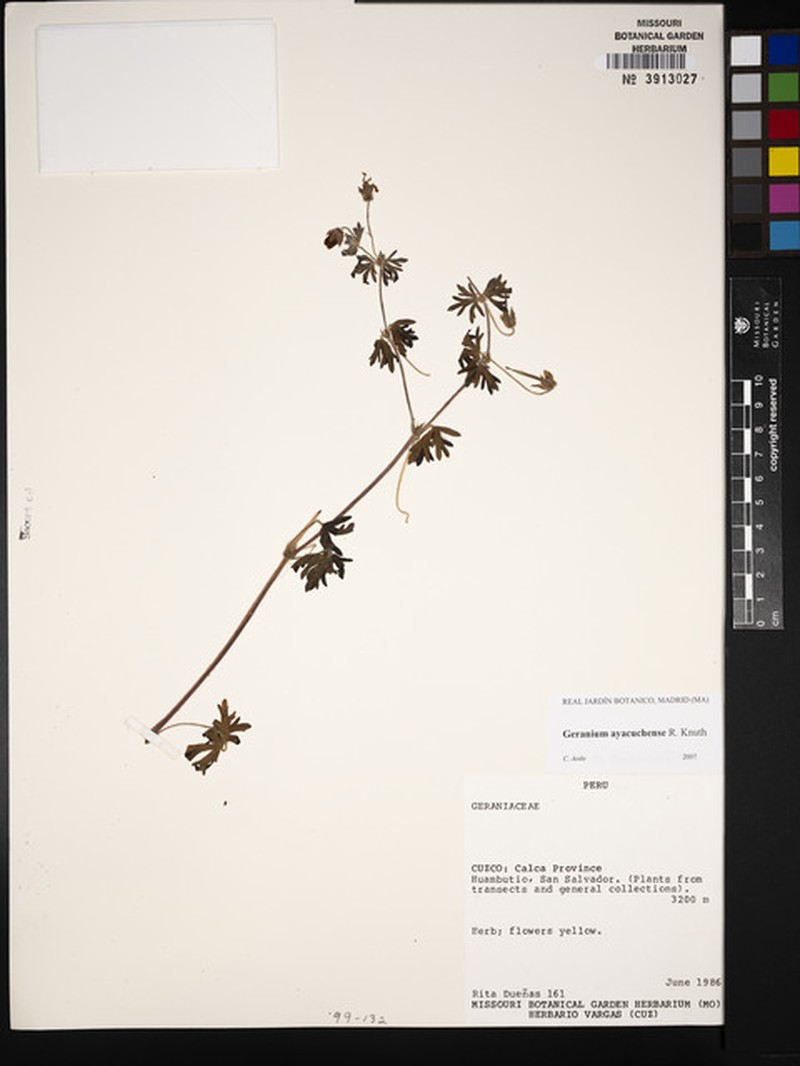 Geranium ayacuchense photo 4