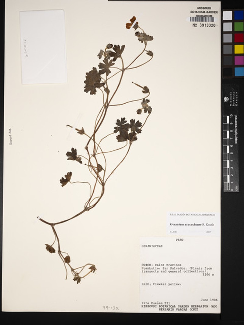 Geranium ayacuchense photo 5