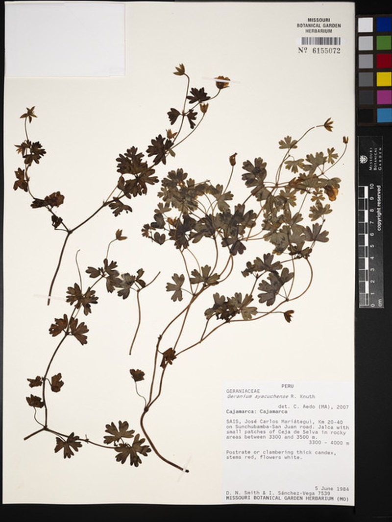 Geranium ayacuchense photo 6