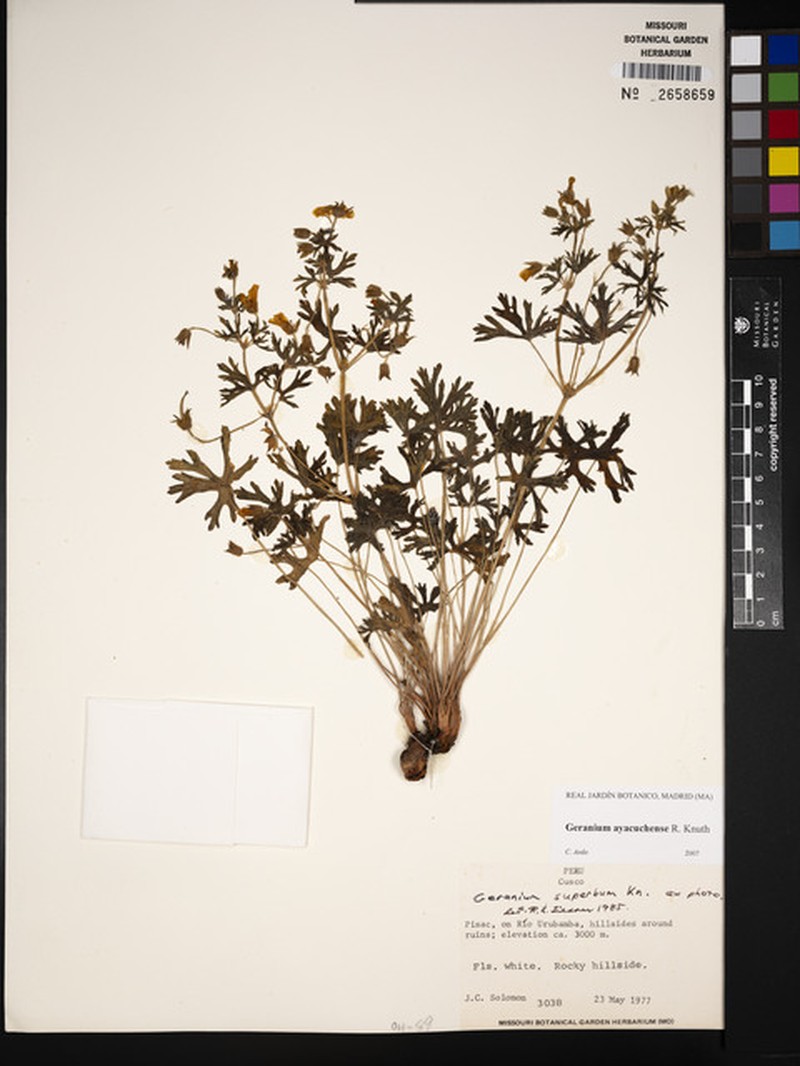 Geranium ayacuchense photo 7