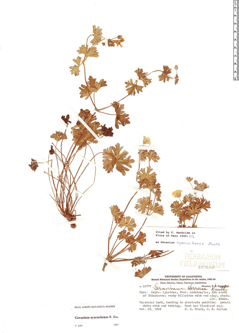 Geranium ayacuchense photo 8