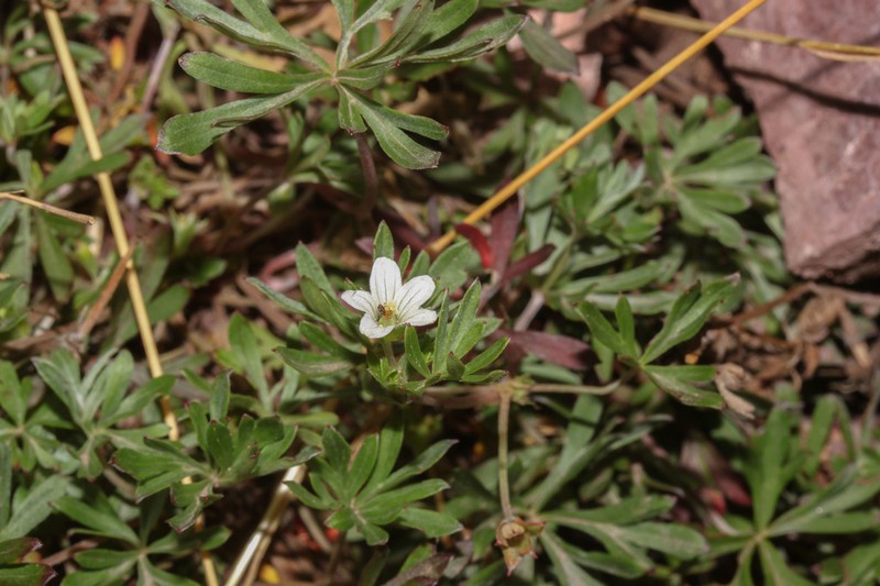 Geranium ayavacense