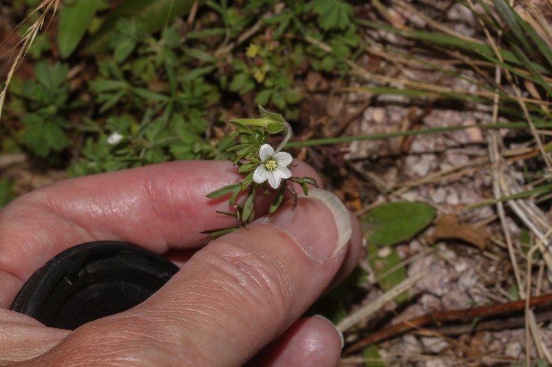 Geranium ayavacense photo 2