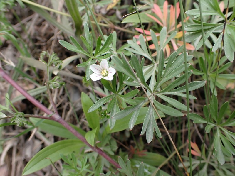 Geranium ayavacense photo 3