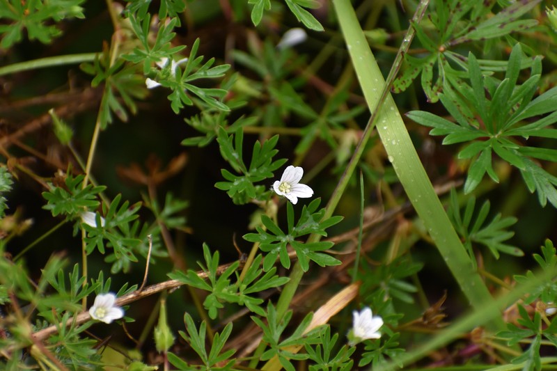 Geranium ayavacense photo 4