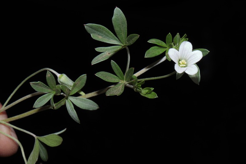 Geranium ayavacense photo 6