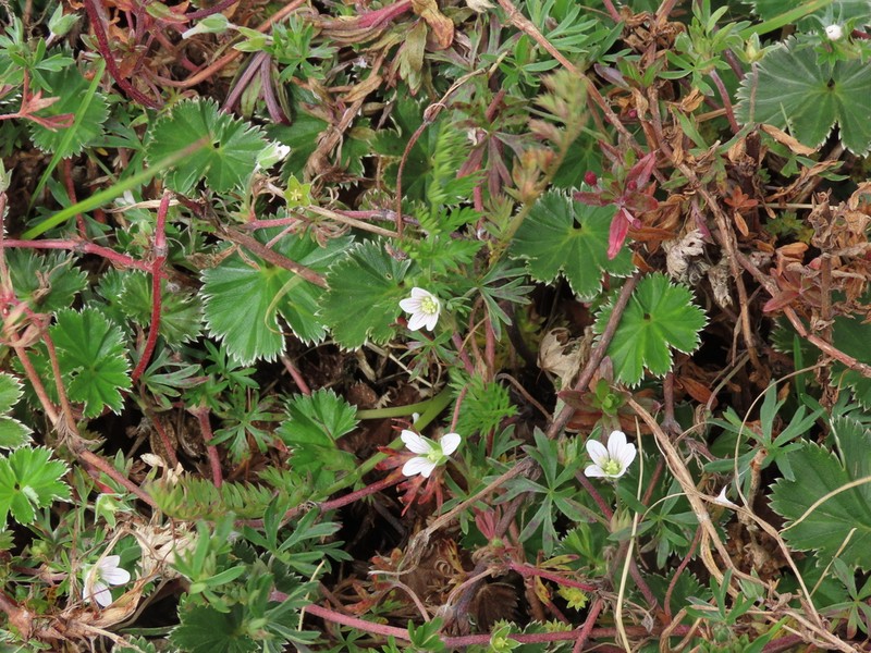 Geranium ayavacense photo 7