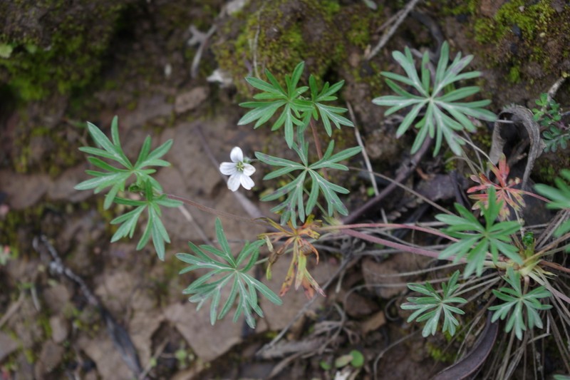 Geranium ayavacense photo 8