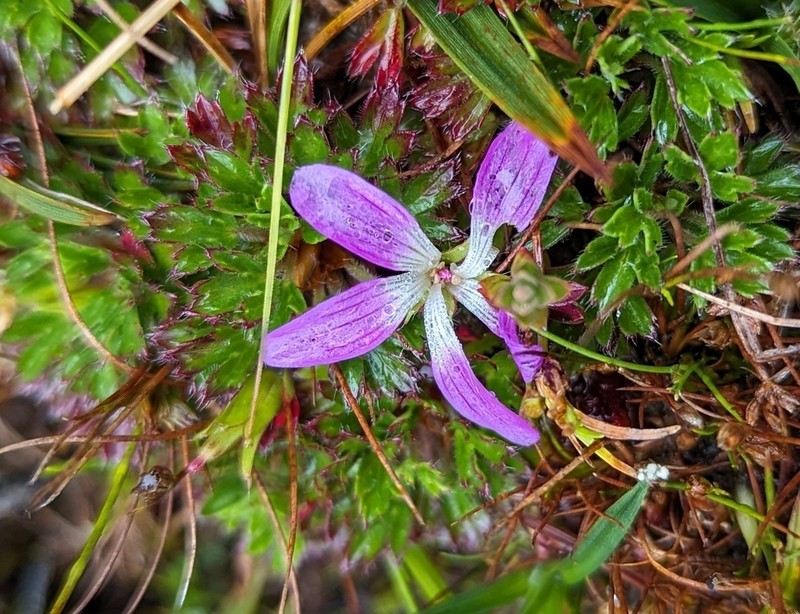 Geranium azorelloides