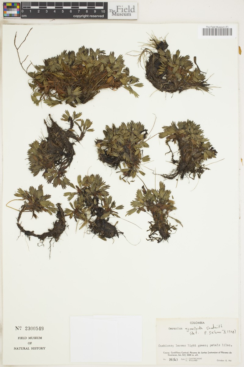 Geranium azorelloides photo 2