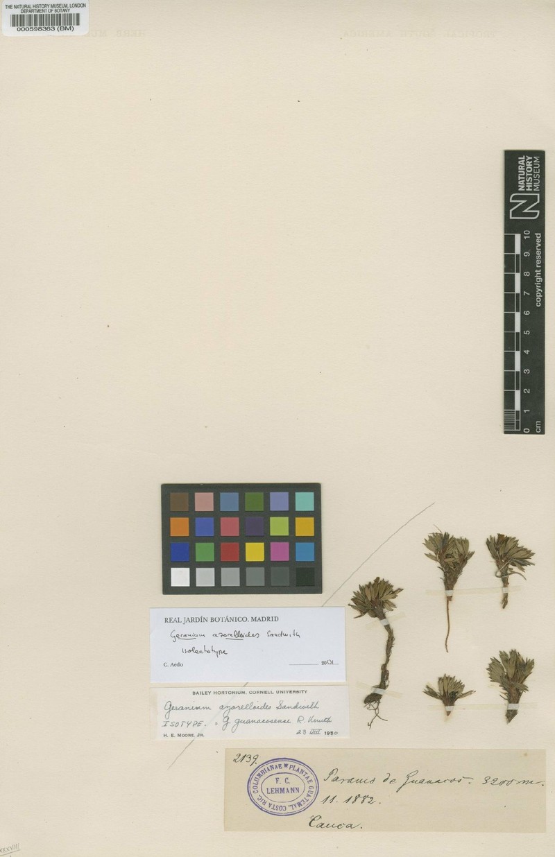 Geranium azorelloides photo 3