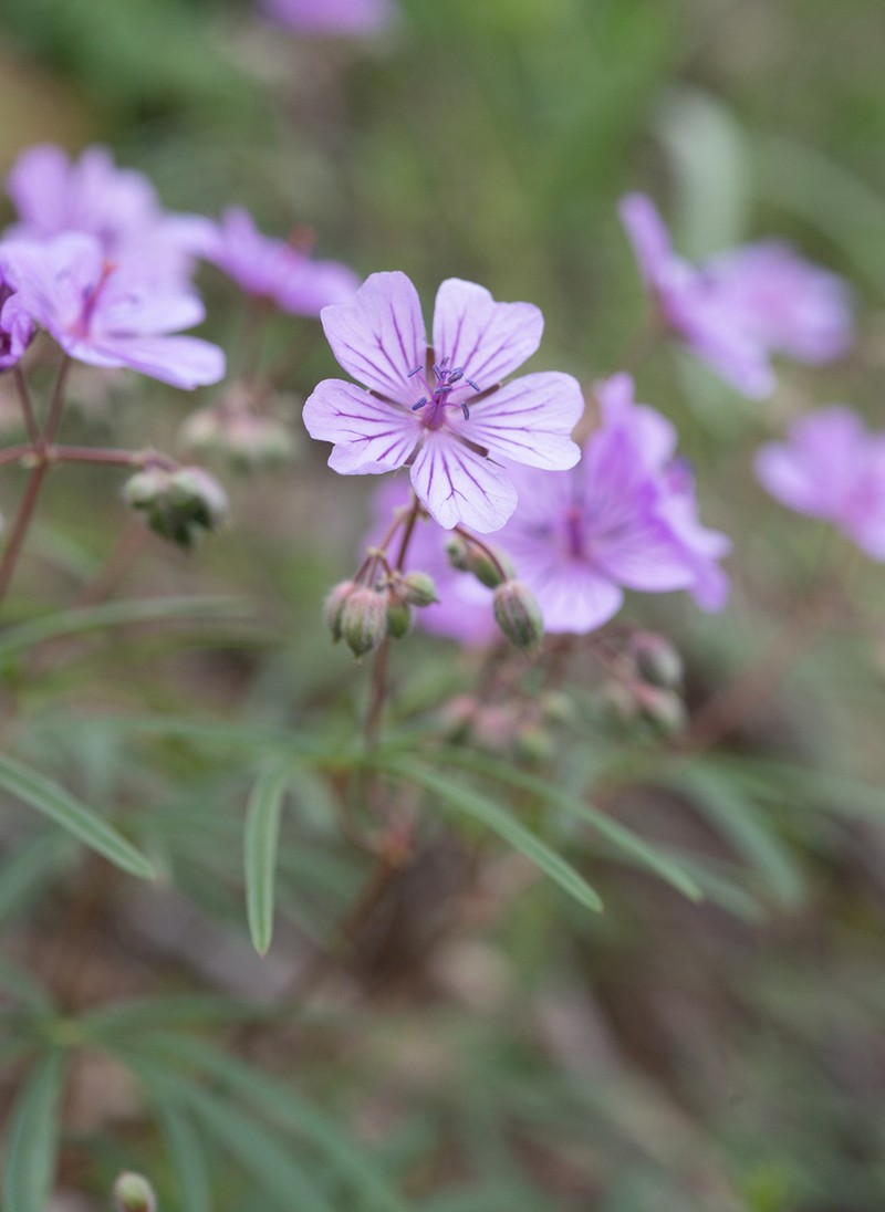 Geranium baschkyzylsaicum
