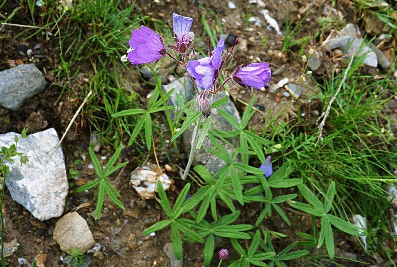 Geranium baschkyzylsaicum photo 2