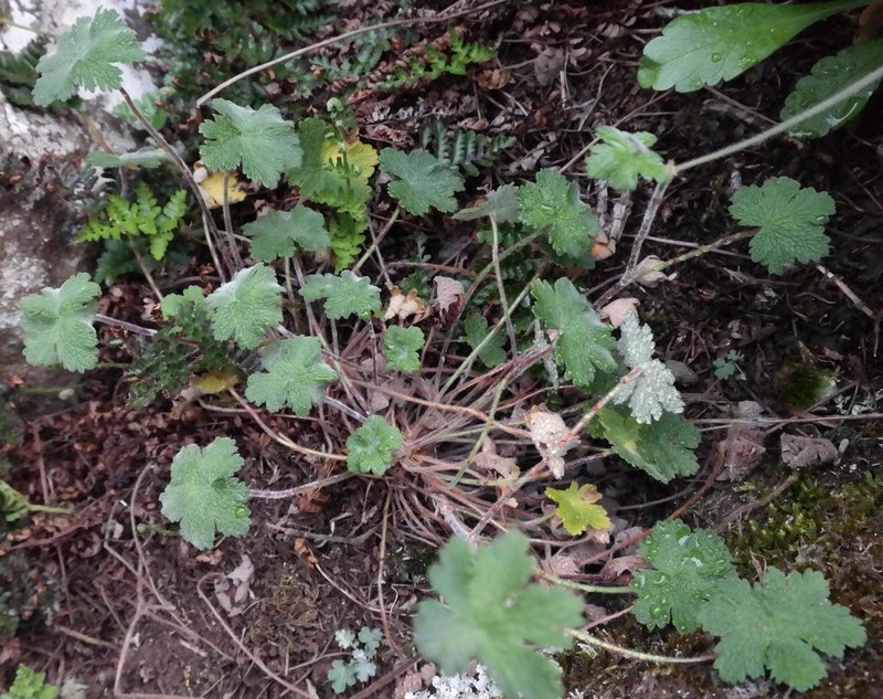 Geranium baurianum photo 2