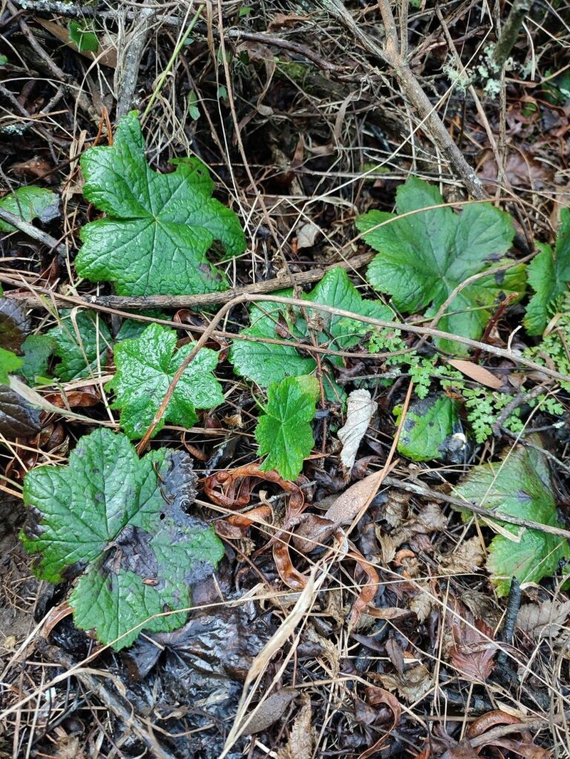 Geranium baurianum photo 3