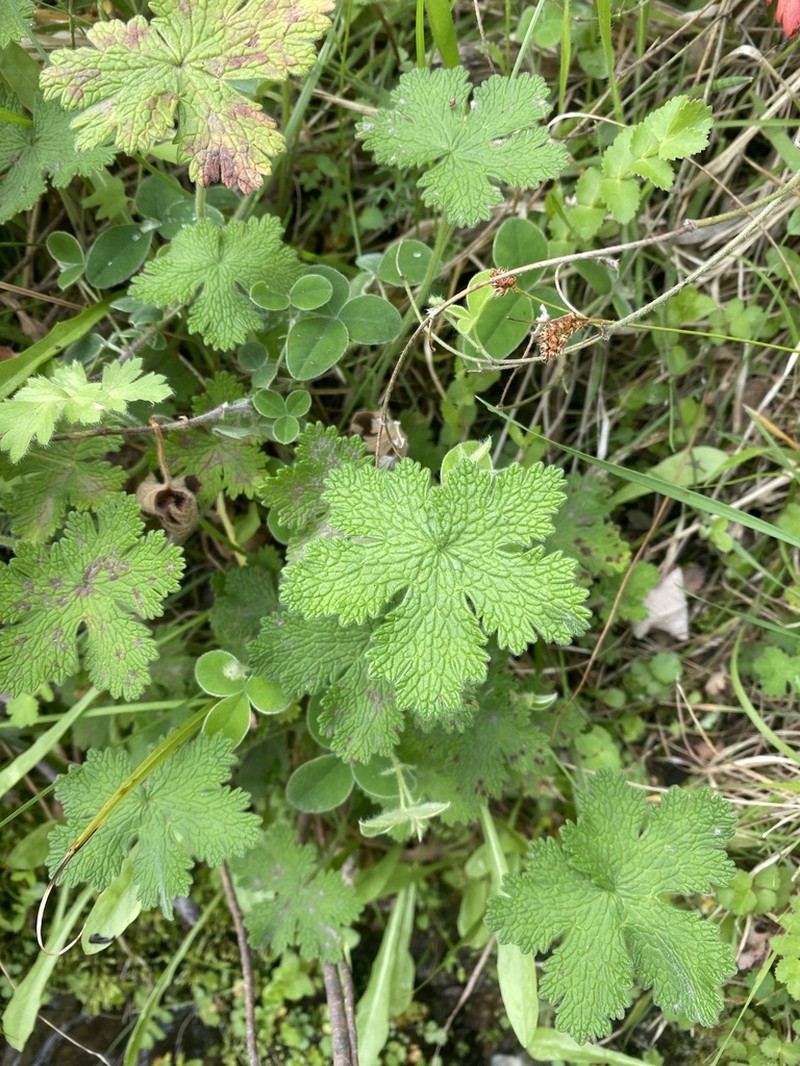 Geranium baurianum photo 4