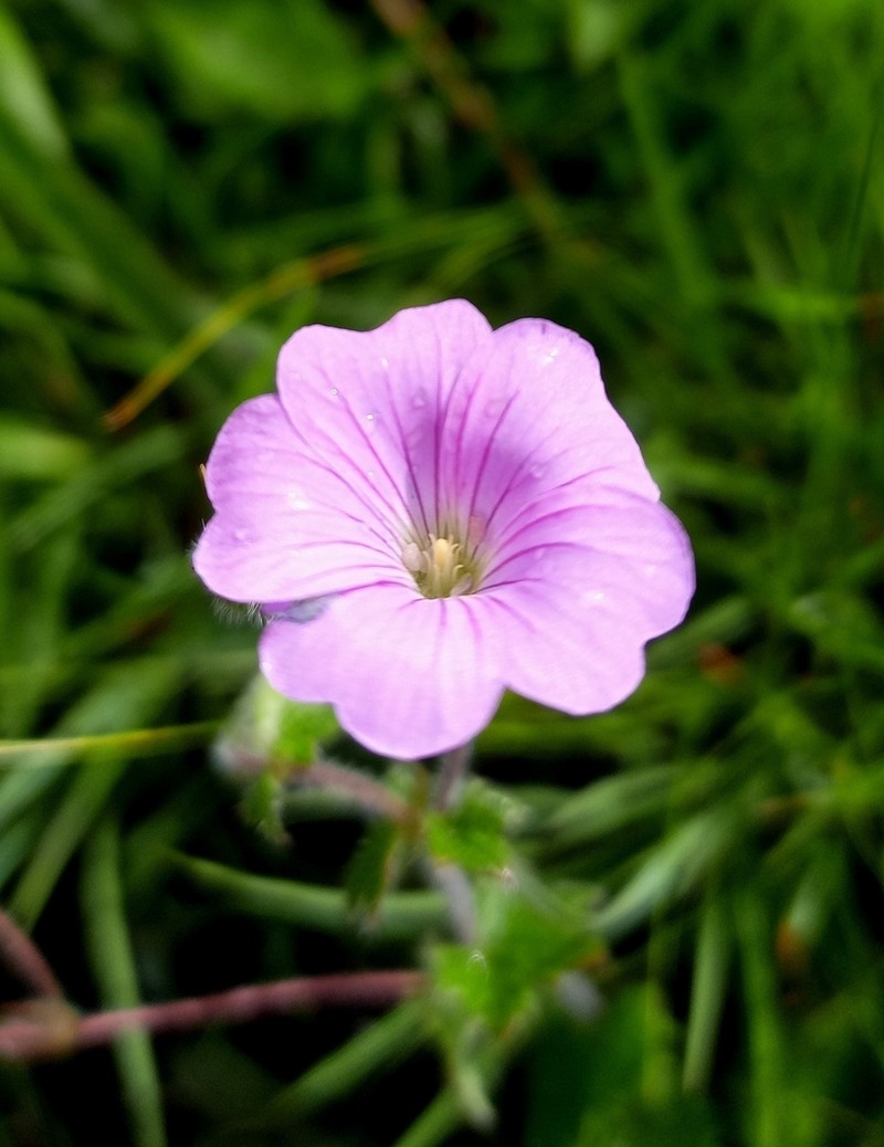 Geranium baurianum photo 5