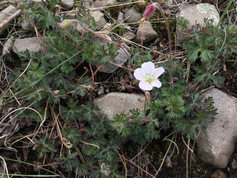 Geranium bellum photo 2