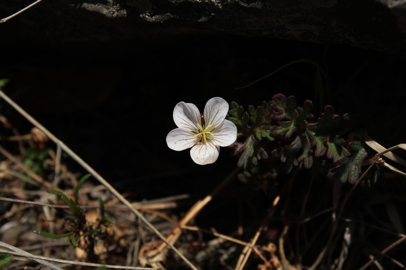 Geranium bellum photo 3