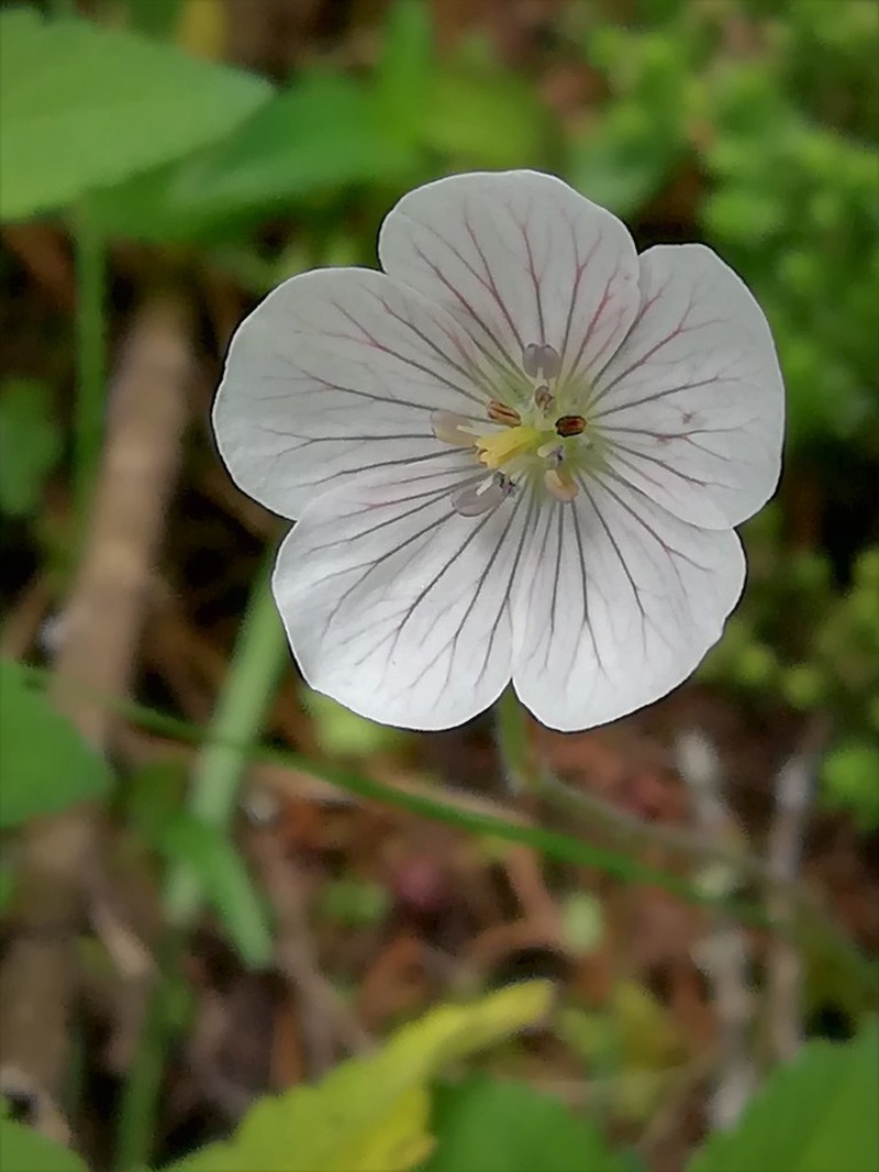 Geranium bellum photo 4