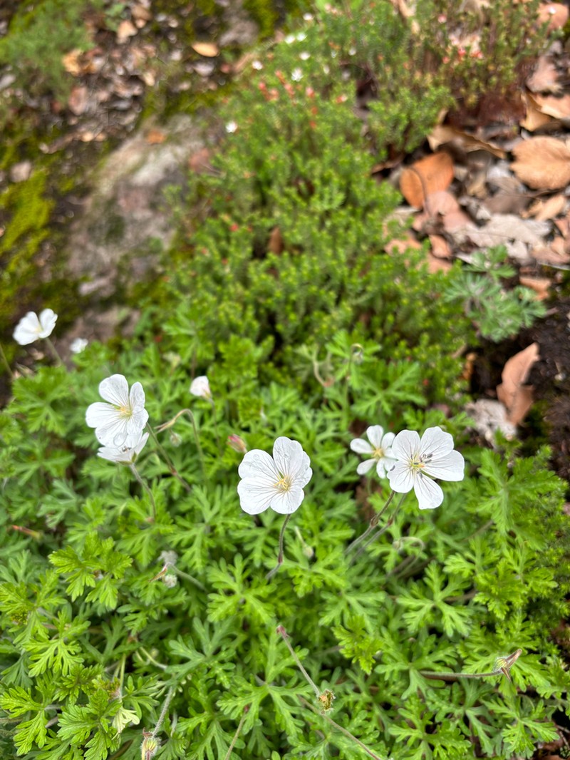 Geranium bellum photo 5