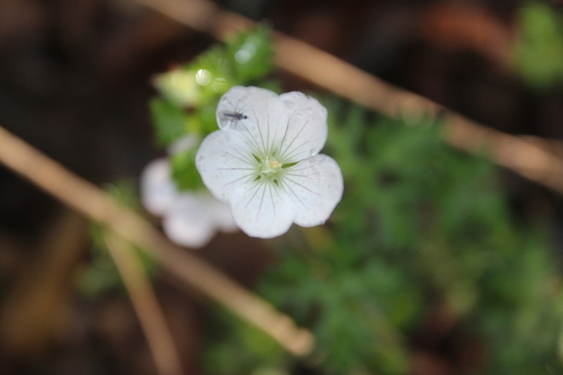 Geranium bellum photo 6